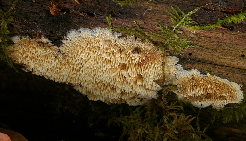 Phlebia nothofagi